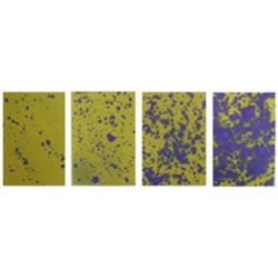 CARTINE IDROSENSIBILI 52 x 76mm (50PZ)