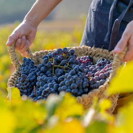 Lavorazione olio e vino