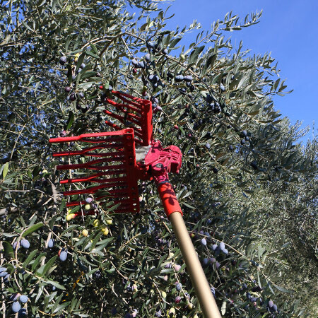 Attrezzature per raccolta olive